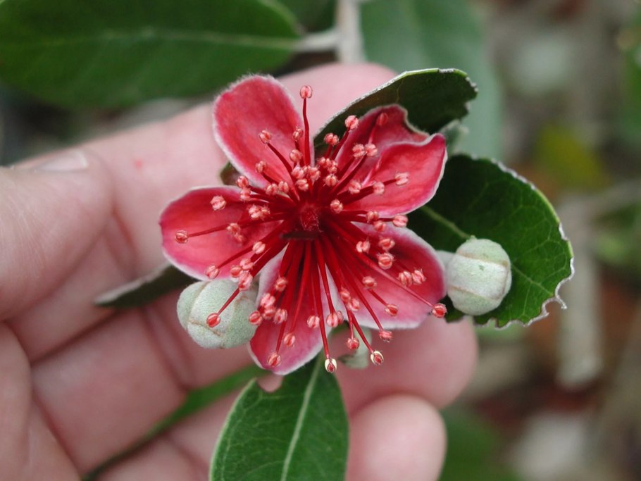 Гуава земляничная цветет