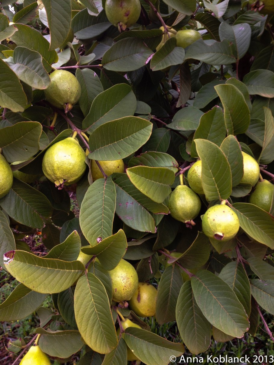 Гуайява Земляничная