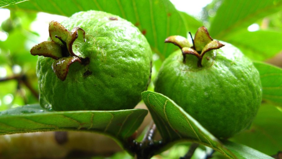 Гуава Берри дерево