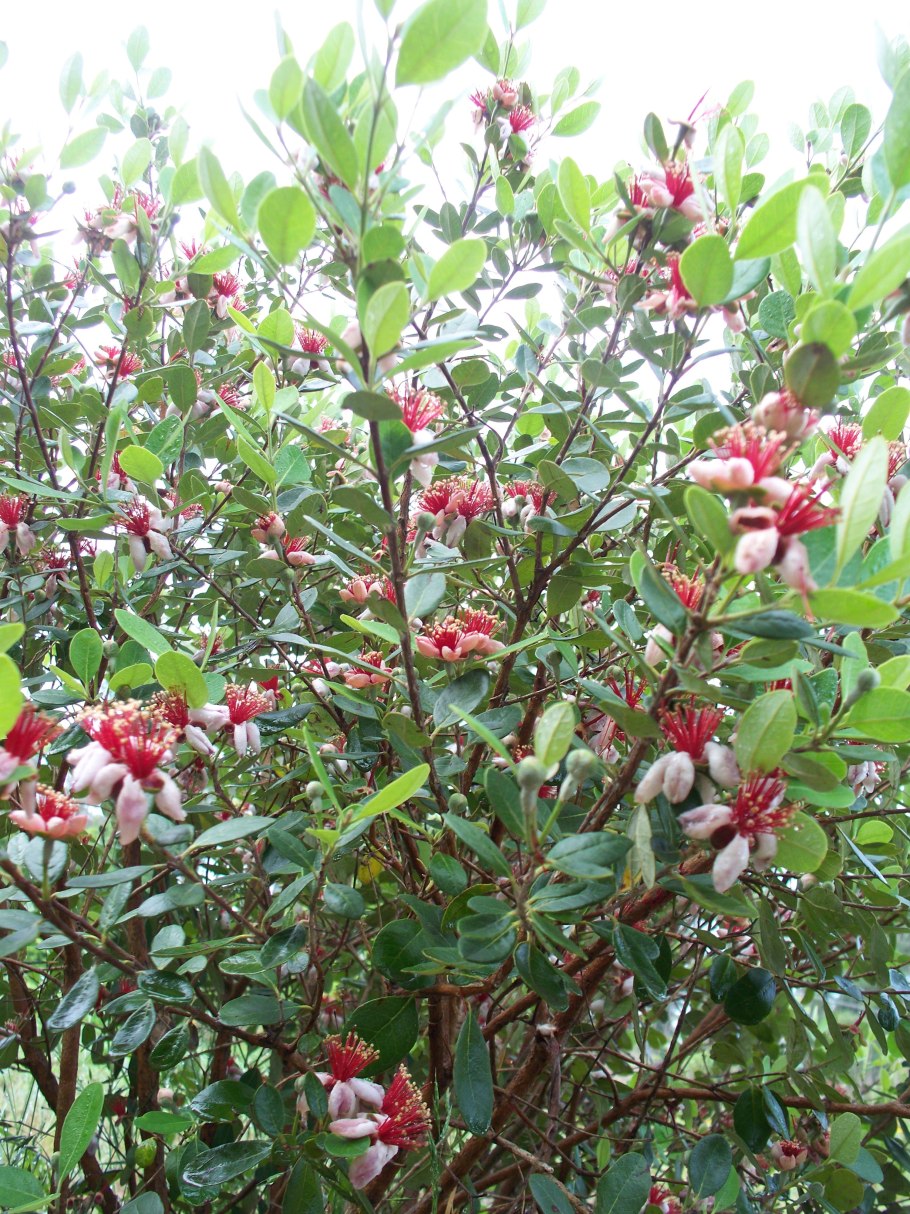 Гуава земляничная