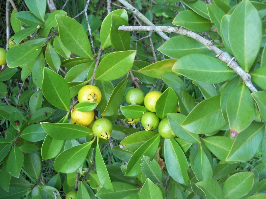 Гуава цветет