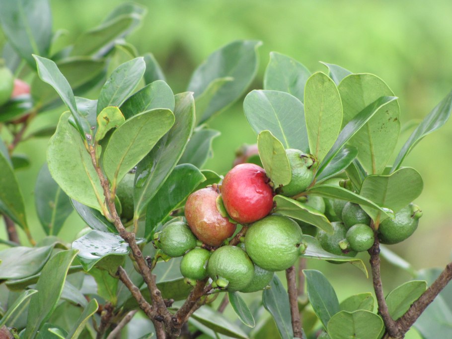 Гуава куст