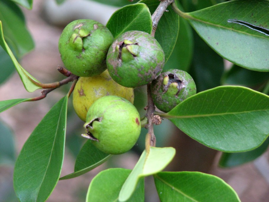 Гуайава, гуава (Psidium guajava)