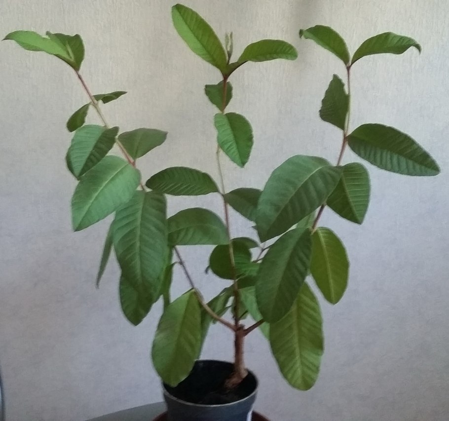 Псидиум гуава Земляничная