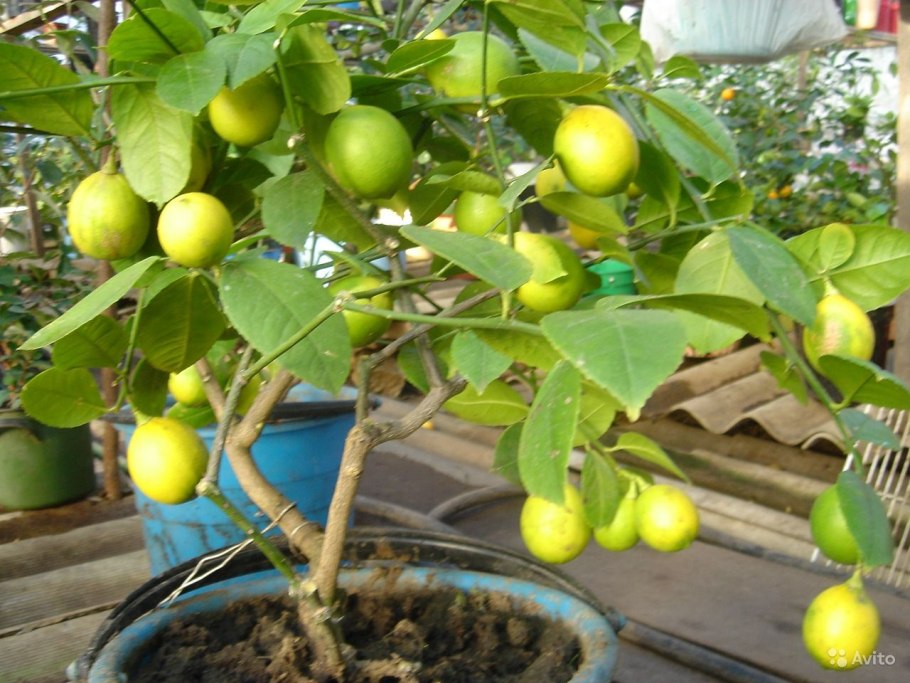 Плоды гуавы