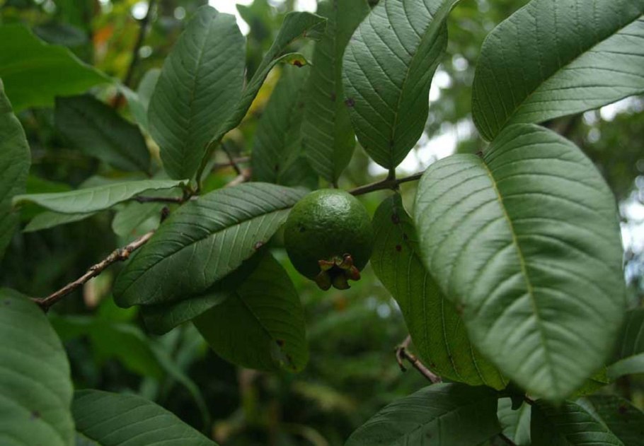 Плантации гуава