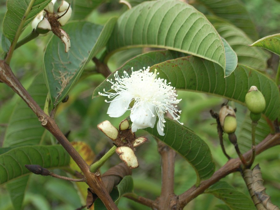 Тропическая гуава гуава Тропическая