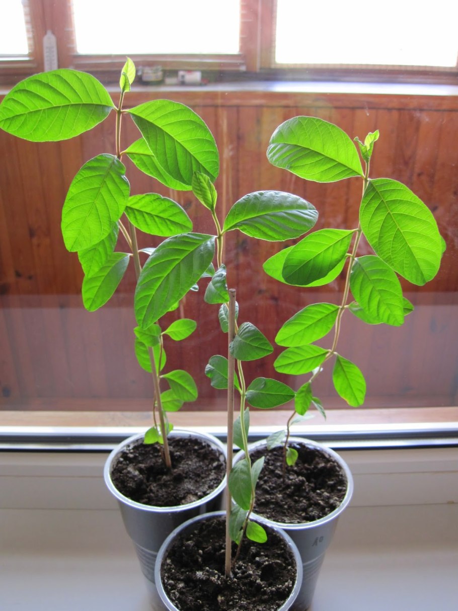 Псидиум цветок гуайява