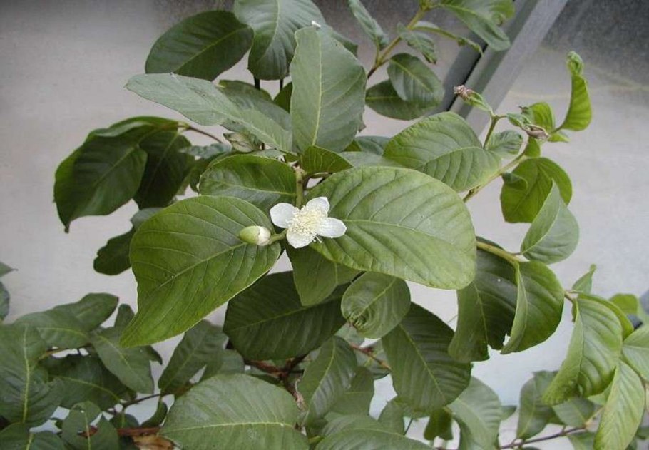 Гуава крупноплодная