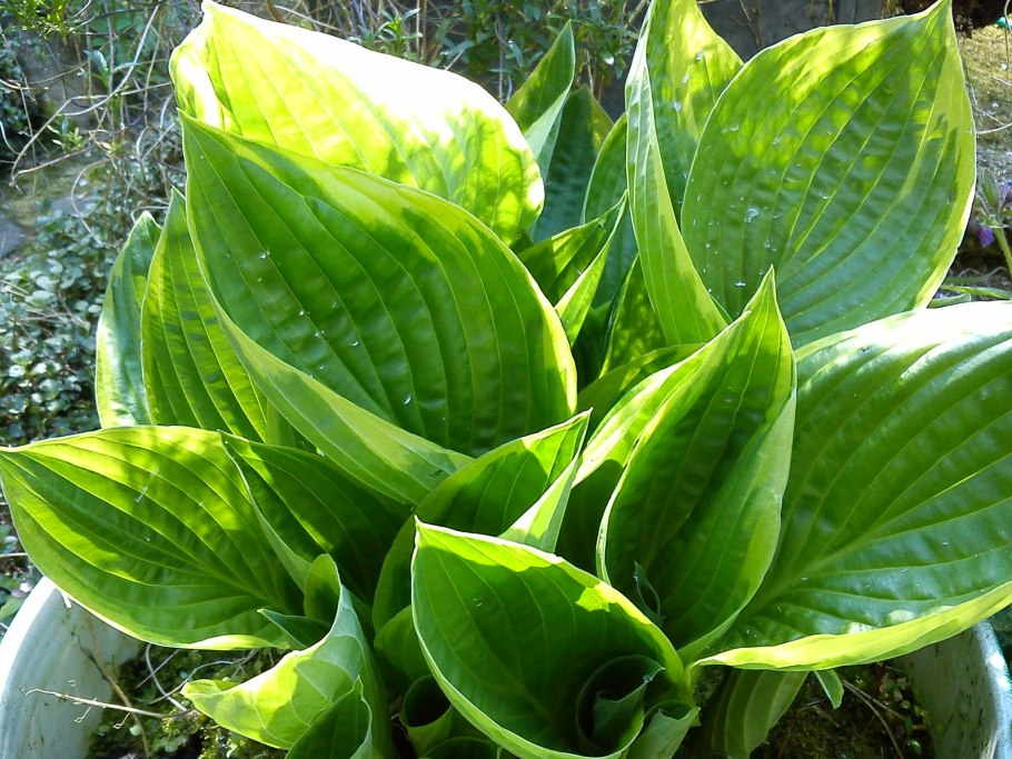 Хоста fortunei Aureomarginata