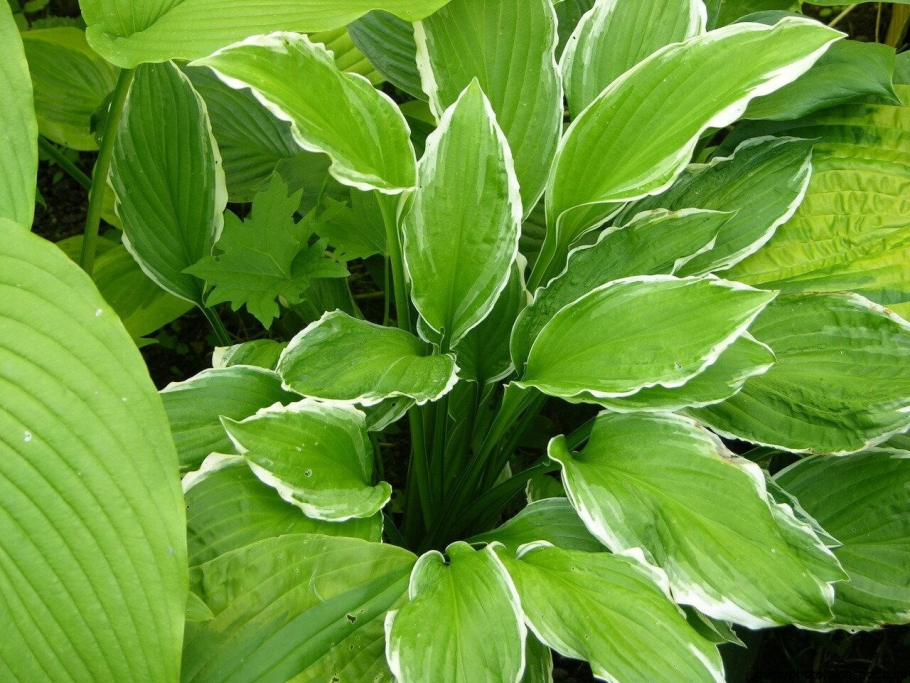 Хоста crispula