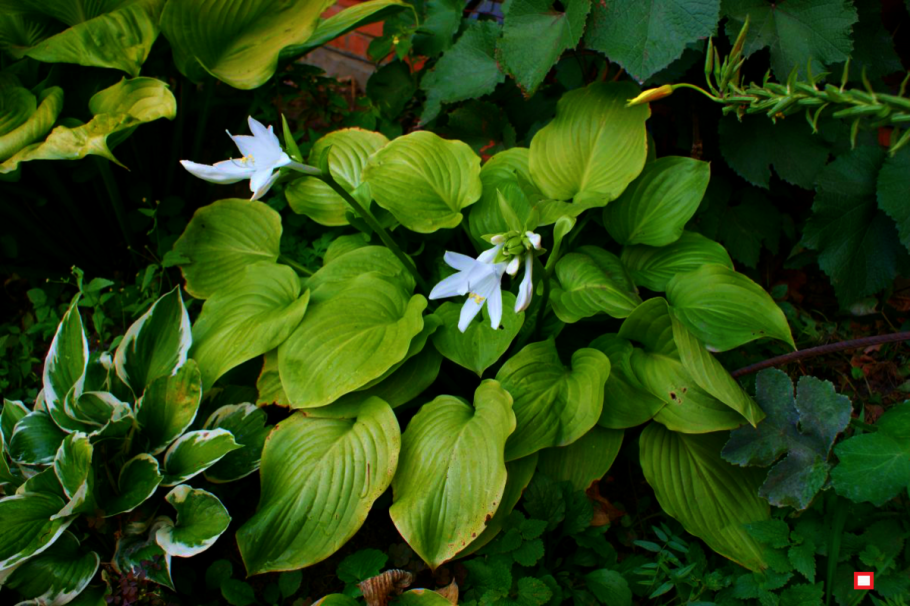 Хоста цветок