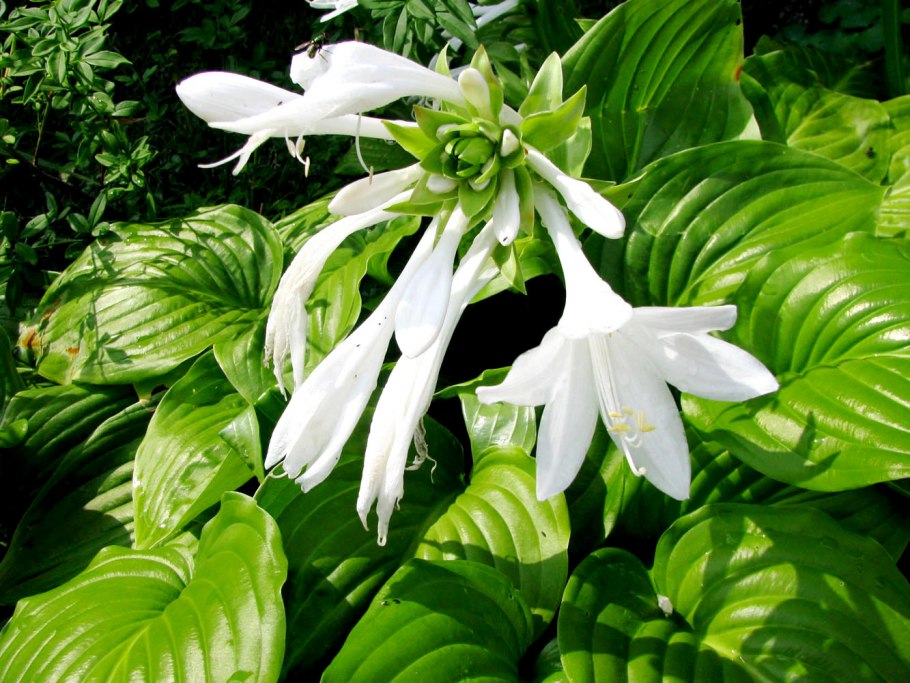 Хоста подорожниковая (Hosta plantaginea)
