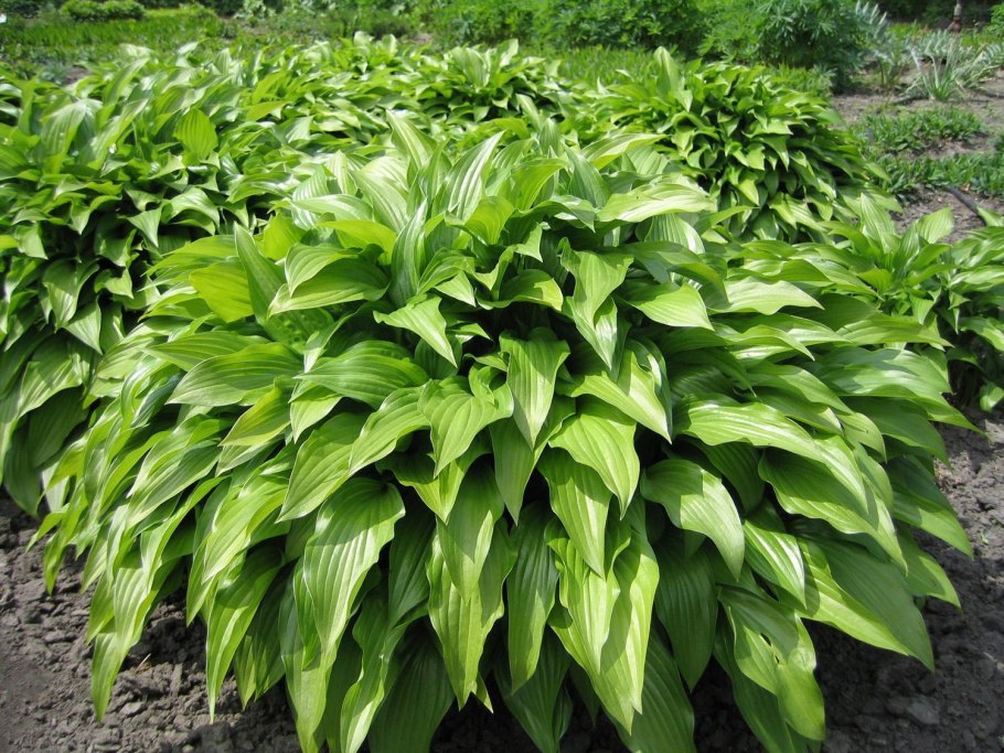 Хоста ланцетолистная Hosta lancifolia