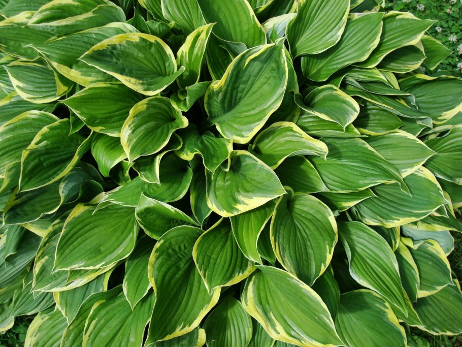 Хоста fortunei Aureomarginata