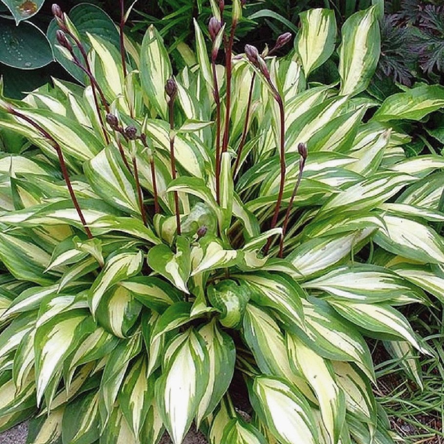 Хоста черри Берри