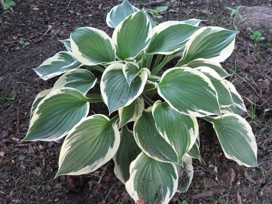 Хоста (Hosta &#96;albomarginata&#96;)