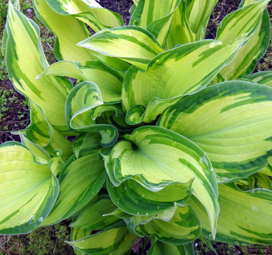 Хоста белоокаймленная