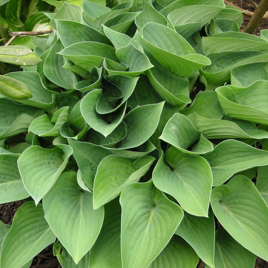 Хоста цветок