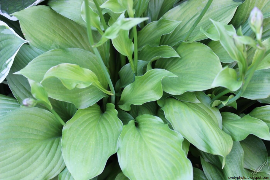 Хоста подорожниковая грандифлора