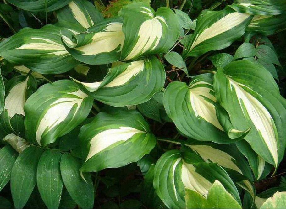 Хоста медиовариегата