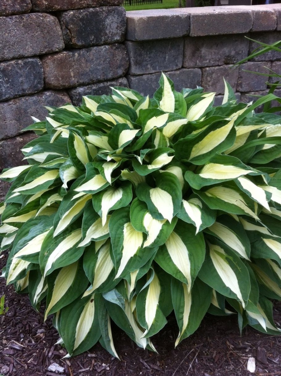 Хоста гибридная «Risky Business»