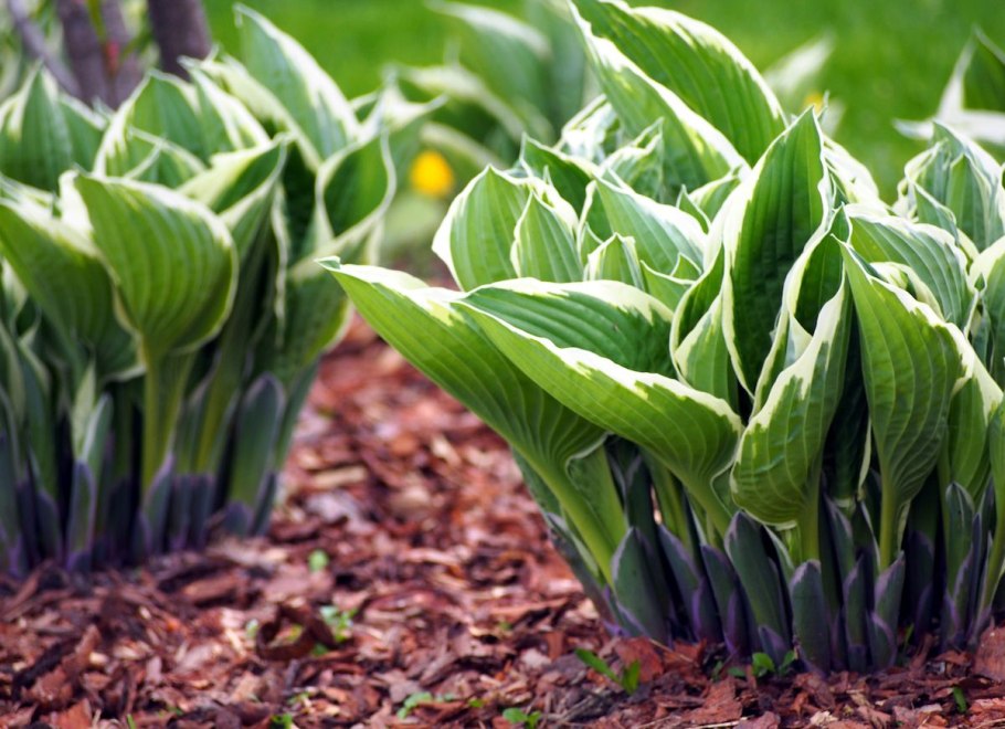 Хоста орайонз белт