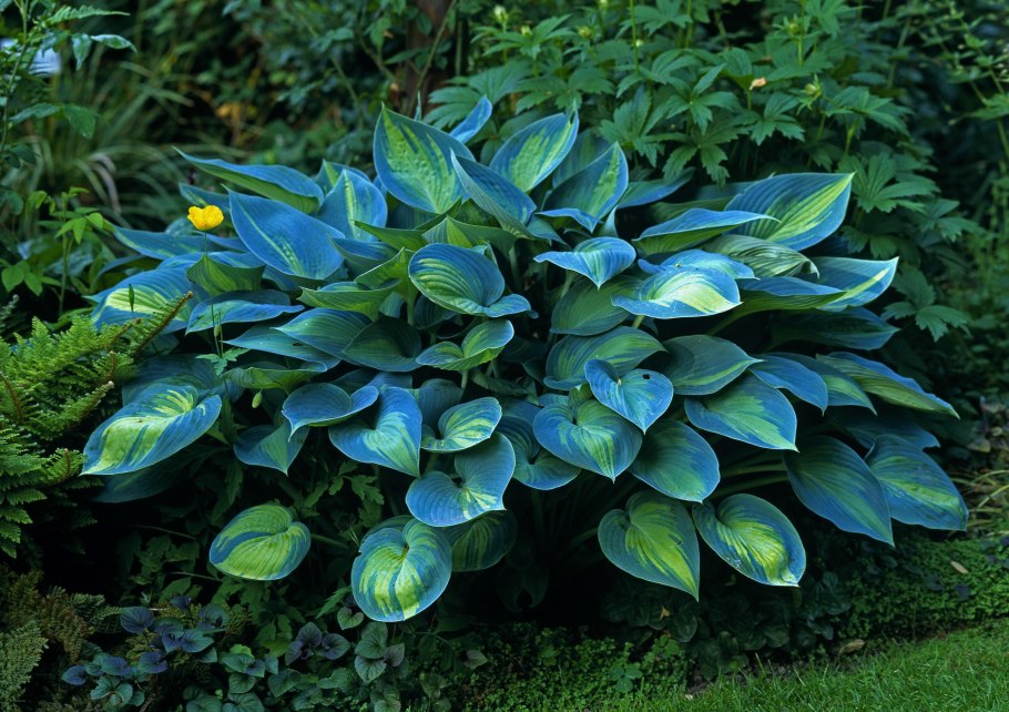 Хоста (Hosta)