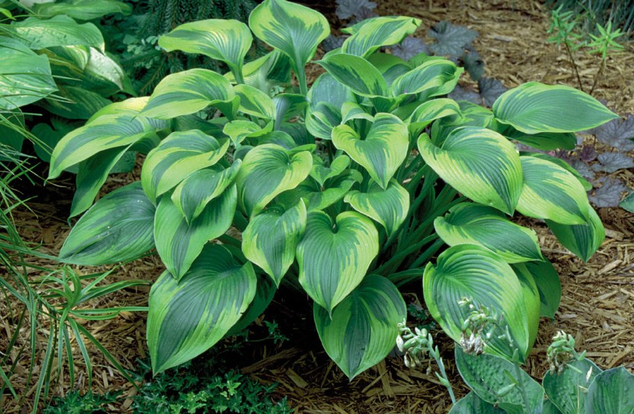 Хоста крупнолистная желтая