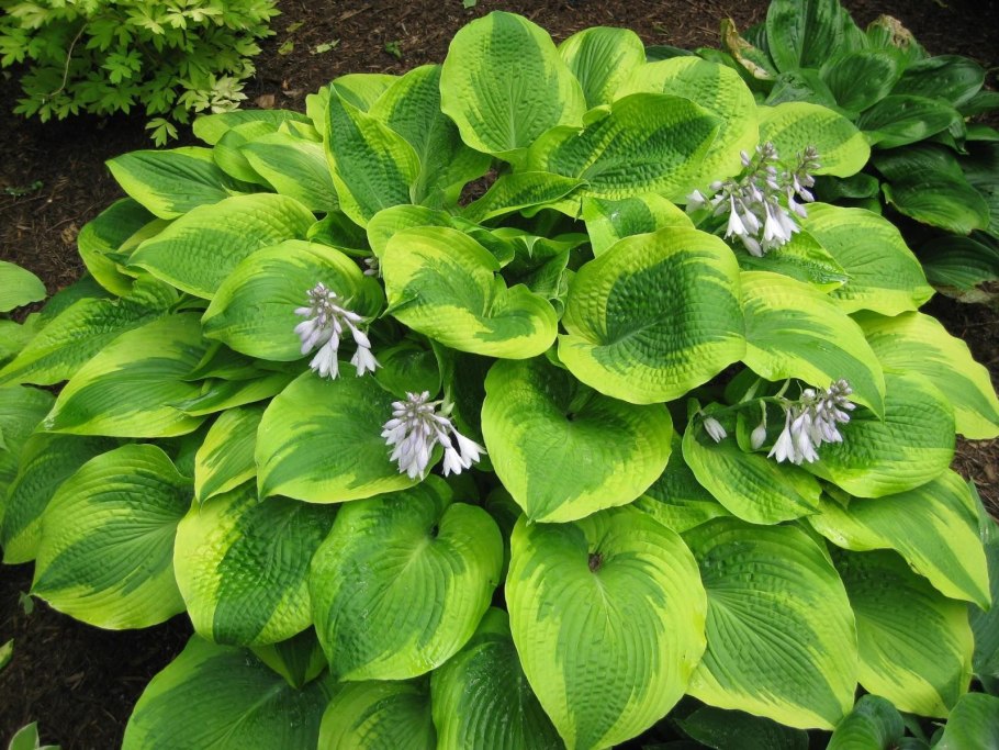 Хоста moon split