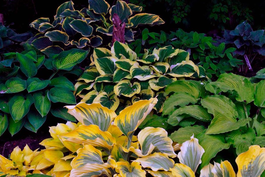 Хоста макро