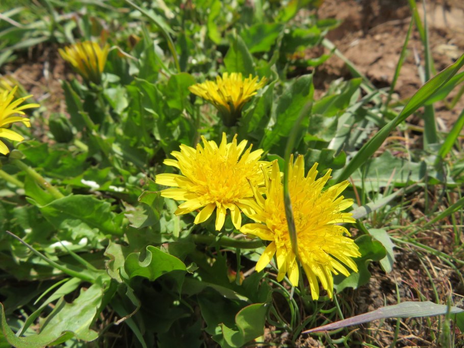 Одуванчик лекарственный Империя