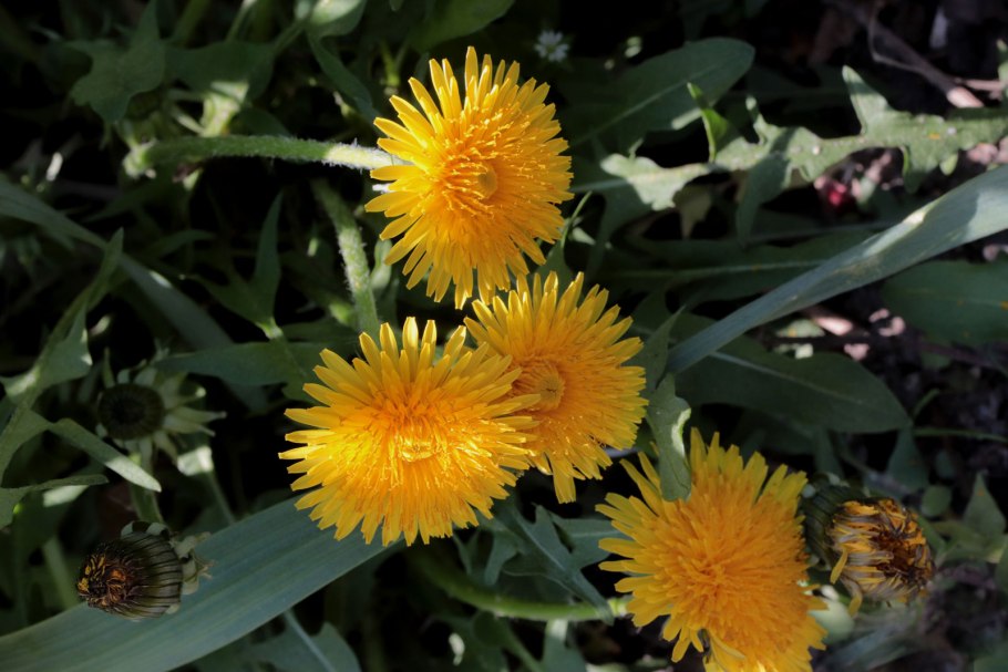 Taraxacum officinale f.h.Wigg. – Одуванчик лекарственный