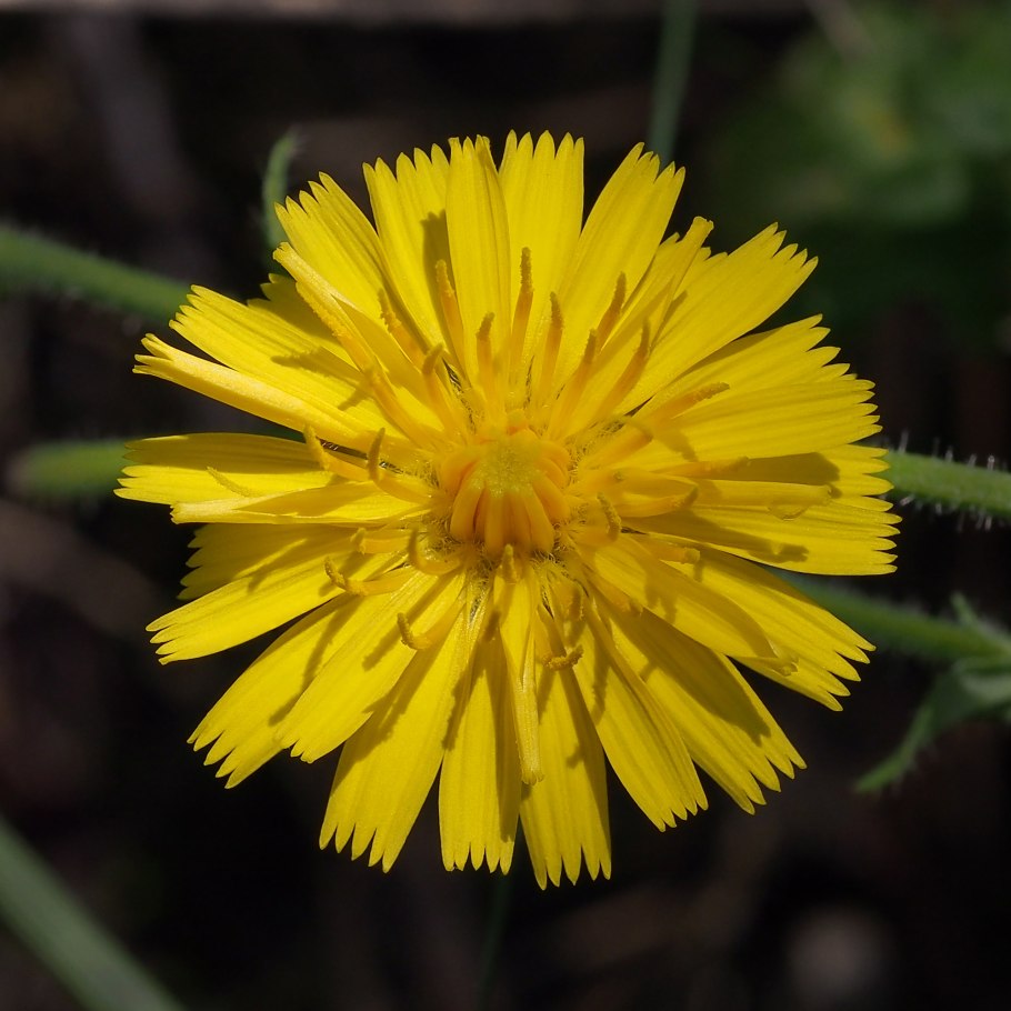Одуванчик taraxacum officinale