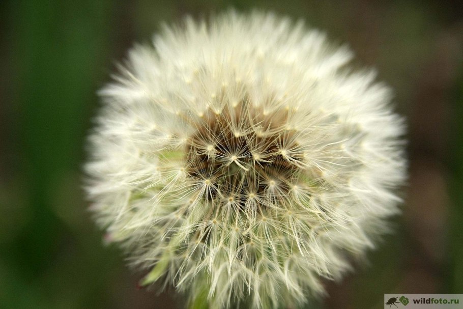 Одуванчик полевой лекарственный