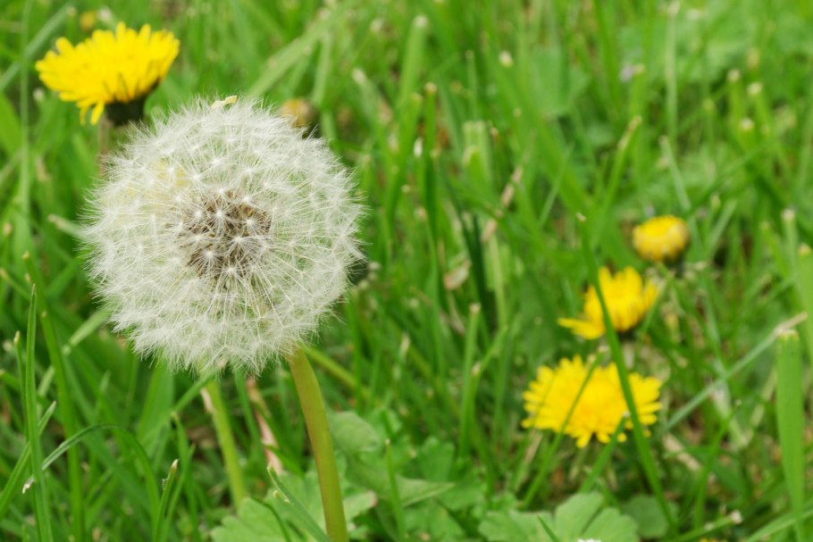 Одуванчик узколистный