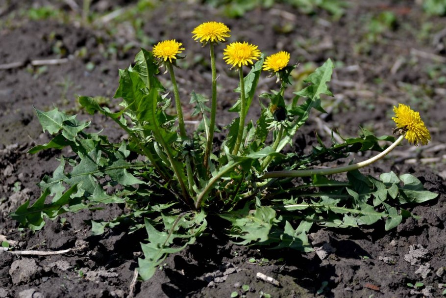 Одуванчик лекарственный taraxacum officinale