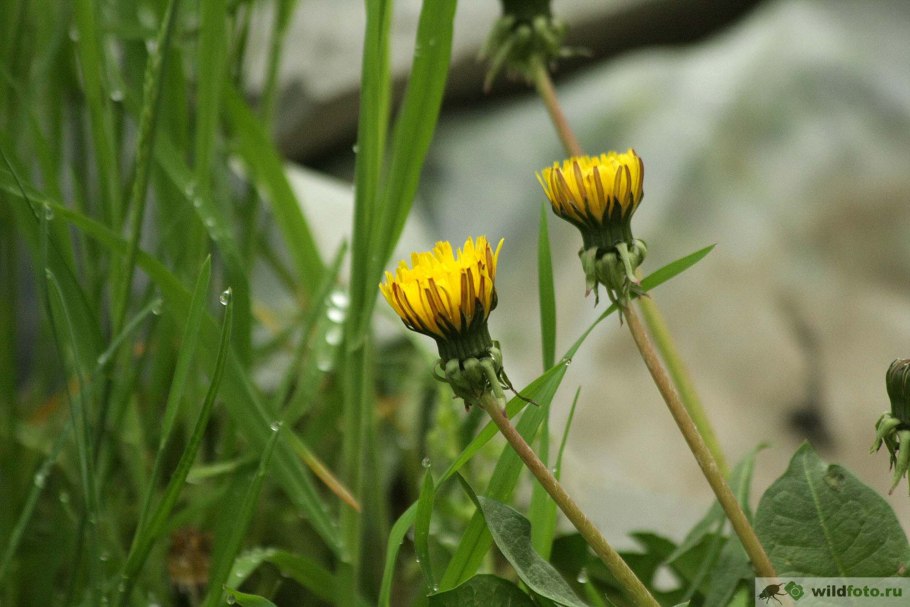 Одуванчик обыкновенный