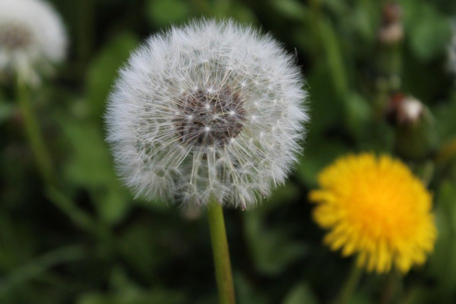 Одуванчик лекарственный – Taraxacum officinale