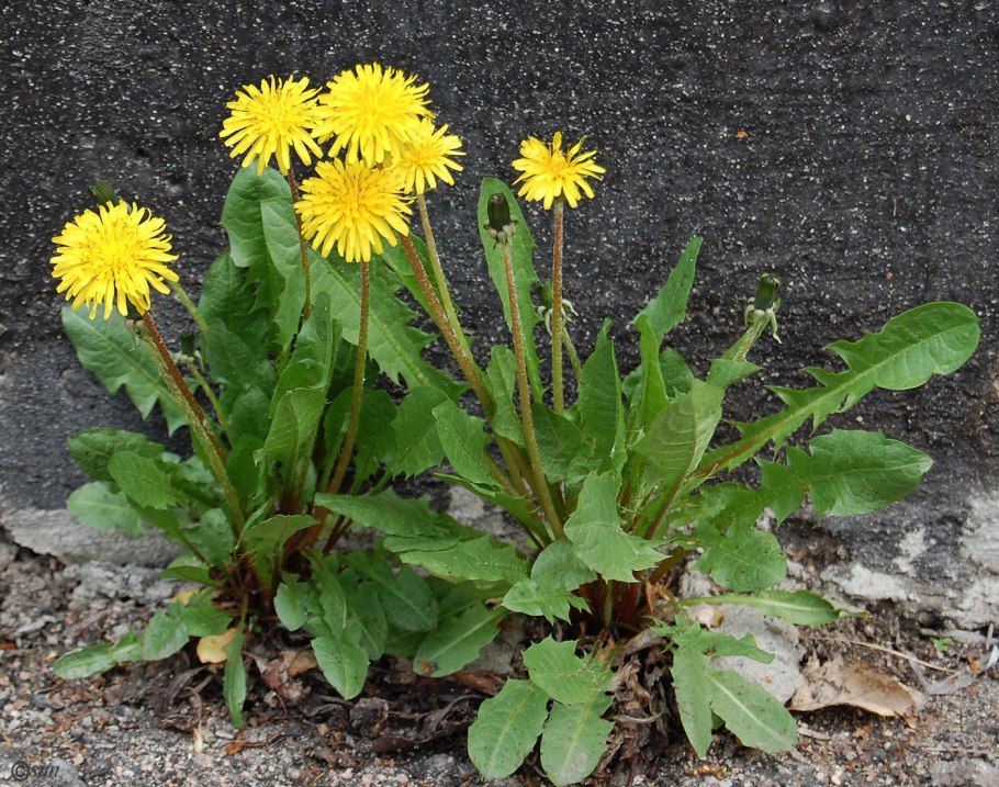 Taraxacum officinale f.h.Wigg. – Одуванчик лекарственный