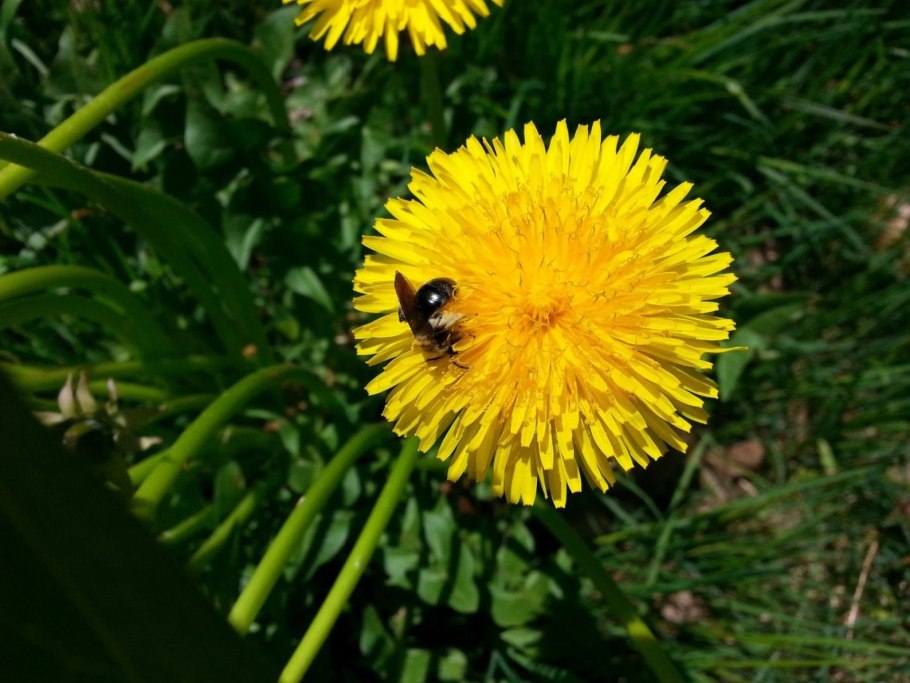 Одуванчика (Taraxacum SP.),