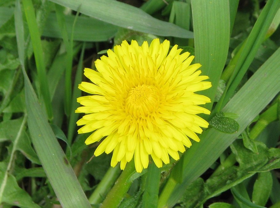 Taraxacum officinale листья