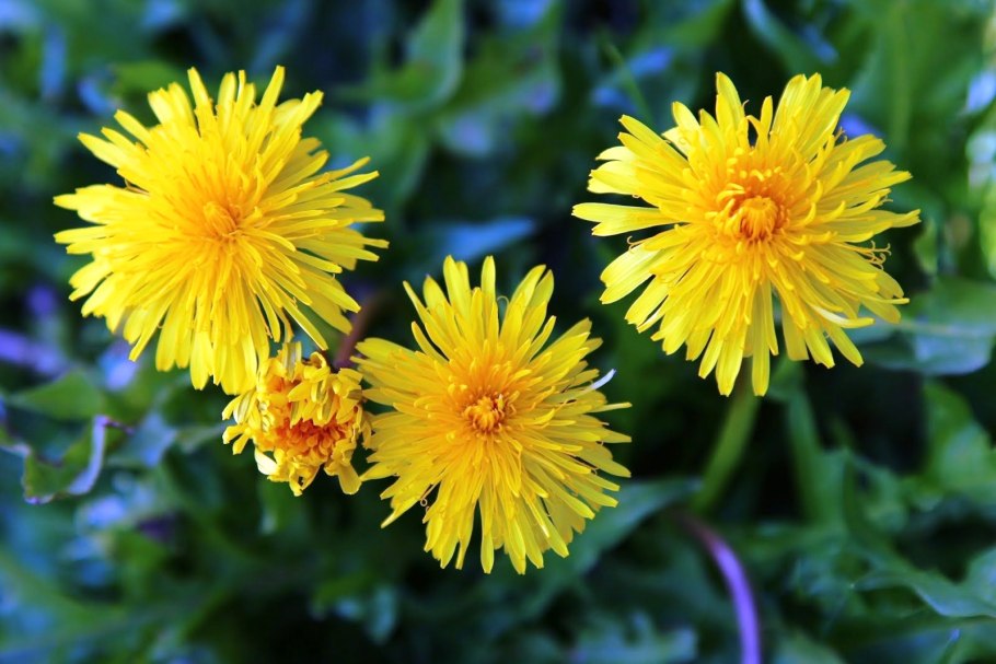 Одуванчик лекарственный Taraxacum officinale Wigg. S.L.