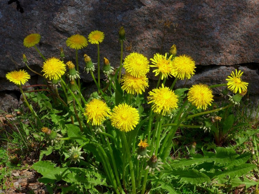 Одуванчик лекарственный- Taraxacum officinale web.