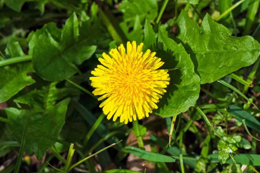 Одуванчик лекарственный Taraxacum officinale Wigg.