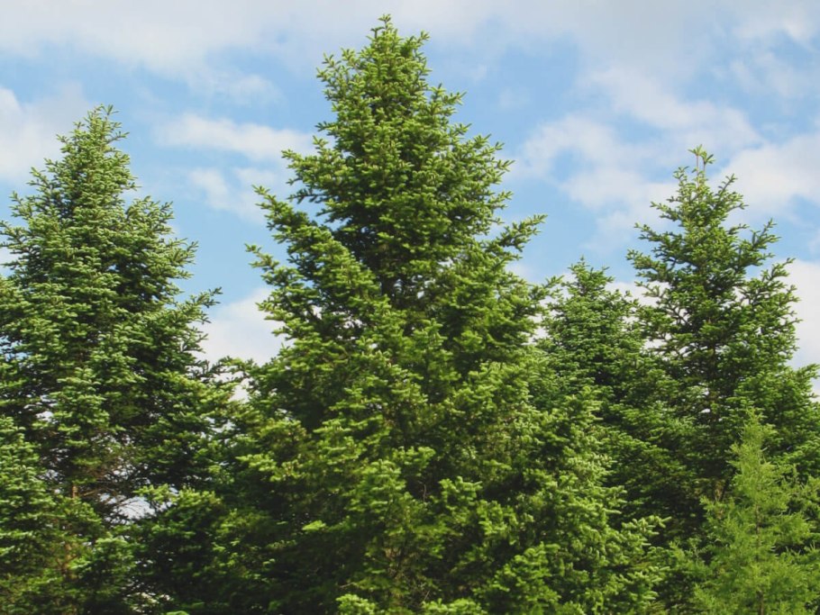 Пихта сибирская (ábies sibírica)