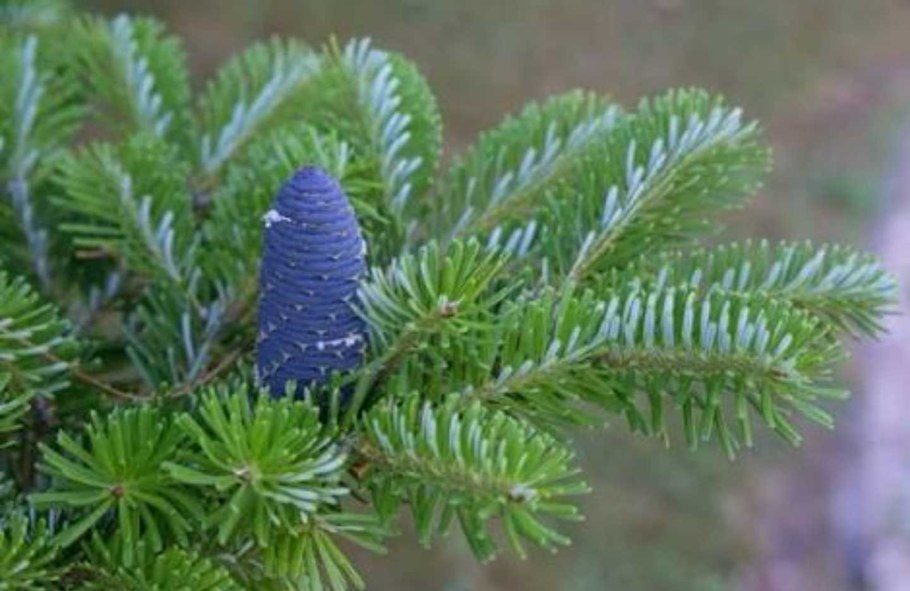 Пихта корейская молли