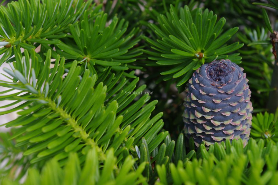 Пихта корейская abies koreana