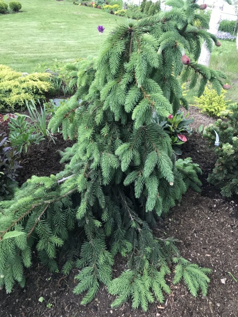 Ель обыкновенная акрокона