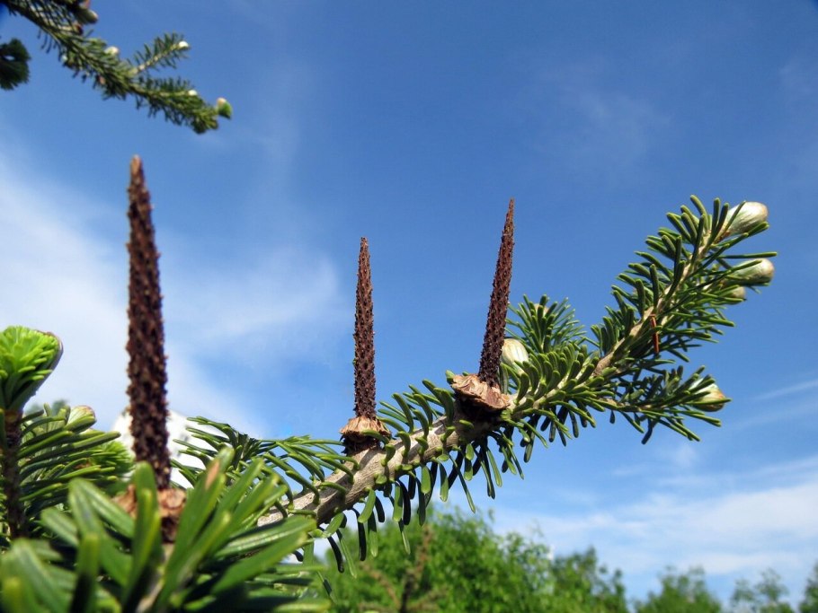 Пихта бальзамическая шишки